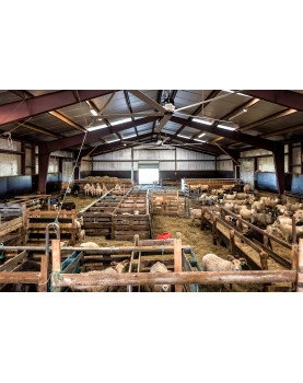 Ventilador de techo Vortice Nordik 61188