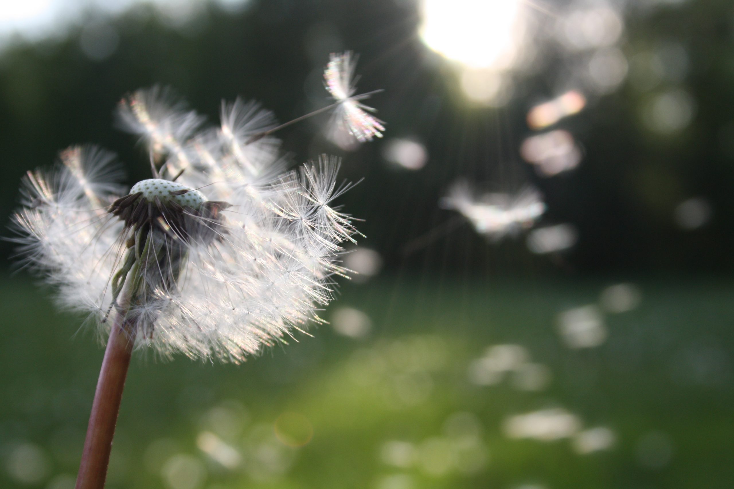 Esta primavera no te quedes sin un purificador de aire para alergias