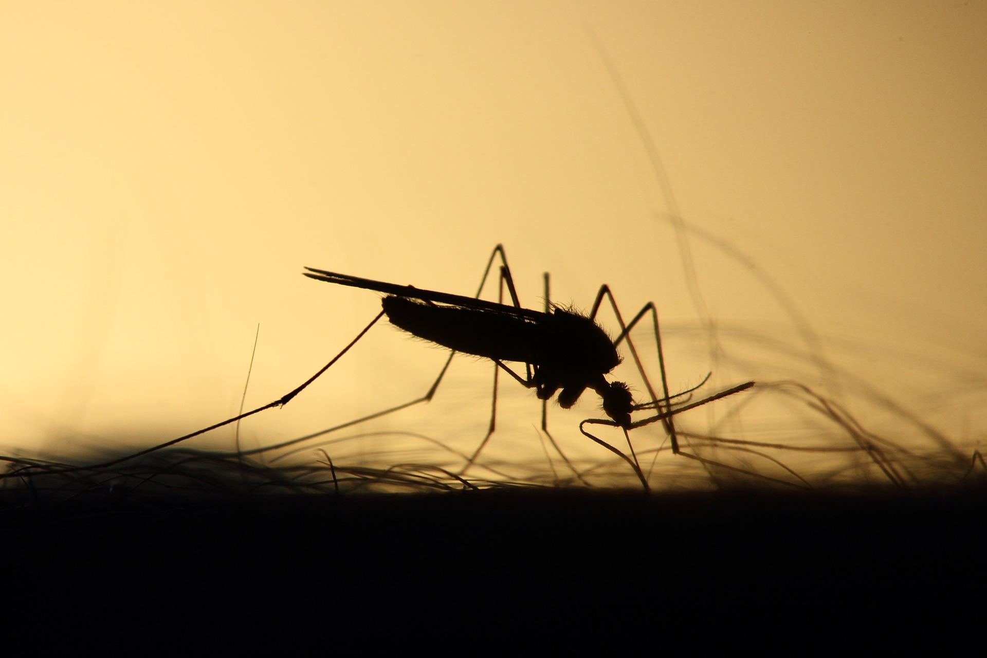 Mosquiteras eléctricas para evitar la llegada de los mosquitos en primavera